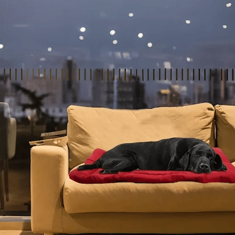 Lit de camp pour chien GIF rouge sur canapé jaune-beige avec labrador noir dormant et bleu sur l'herbe en nature avec labrador blond couché heureux et souriant regardant l'objectif et rouge dans coffre de vus avec berger australien assis heureux en trois images en boucle