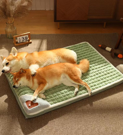 Lit pour Chien vert sur moquette beige du salon avec deux chiens couchés dormant paisiblement