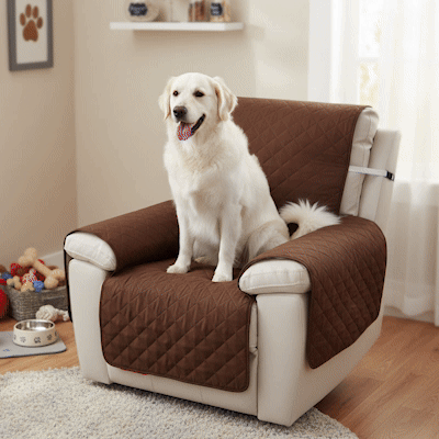 Protection canapé  GIF café ou bleu sur fauteuil d'appoint ou inclinable blanc avec labrador blanc ou golden retriever assis heureux ou kaki avec chien noir et blanc dormant paisiblement tois images en boucle