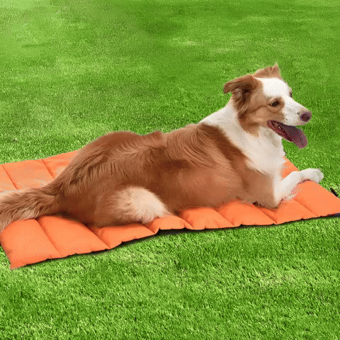 Tapis pour chien | Ultra-Confortable Lavable