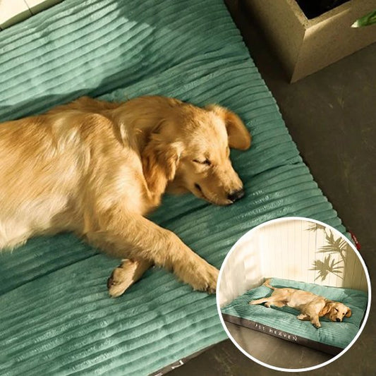 Coussin chien | Ultra - confortable - Dogscie