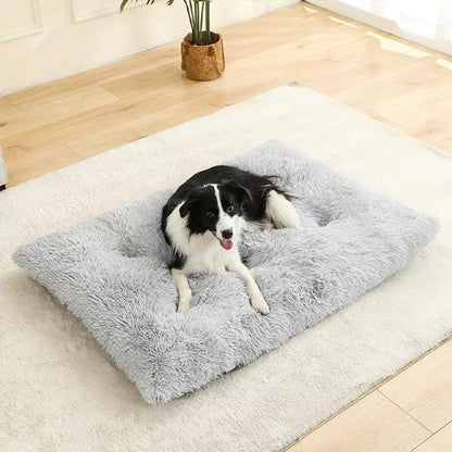 Coussin pour chien gris sur moquette blanche avec chien noir et blanc couché heureux et souriant
