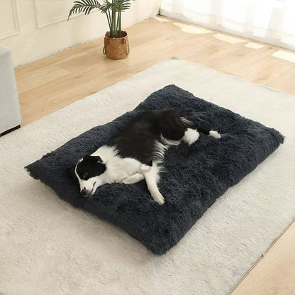 Coussin pour chien noir sur moquette blanche avec chien noir et blanc allongé dormant paisiblement