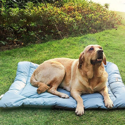 Lit de camp pour chien bleu sur l'herbe en nature avec labrador blond couché heureux et souriant regardant l'objectif