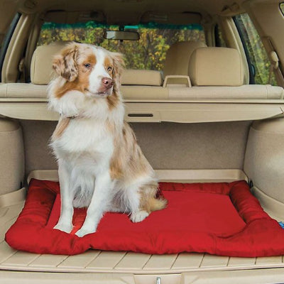 Lit de camp pour chien rouge dans coffre de vus avec berger australien assis heureux