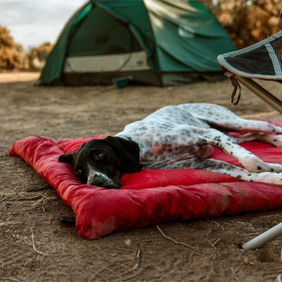 Lit de camp pour chien rouge en camping avec dalmatien couché allonger 