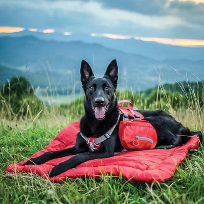 Lit de camp pour chien rouge sur l'herbe en nature avec labrador noir couché heureux et souriant regardant l'objectif
