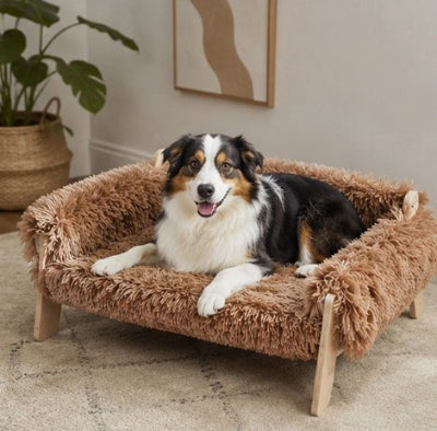 Lit pour Chien brun sur moquette beige du salon avec berger australien couché regardant l'objectif heureux et souriant