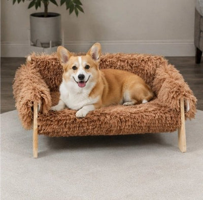 Lit pour Chien brun sur moquette blanc du salon avec un corgi couché regardant l'objectif heureux et souriant