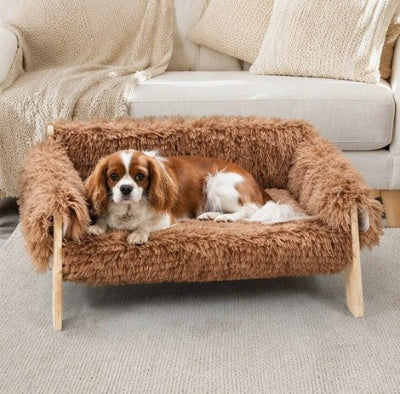 Lit pour Chien brun sur moquette gris pâle devant canapé du salon avec  Cavalier King Charles Spaniel couché regardant l'objectif