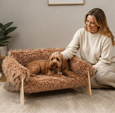 Lit pour Chien brun sur moquette gris pâle du salon avec chien brun couché heureux avec sa maîtresse assise à côté 