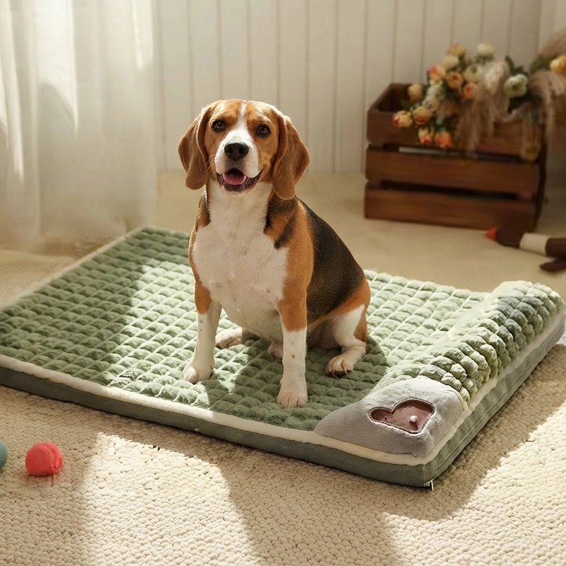 Lit pour Chien vert sur moquette beige du salon avec chien assis regardant l'objectif heureux et souriant