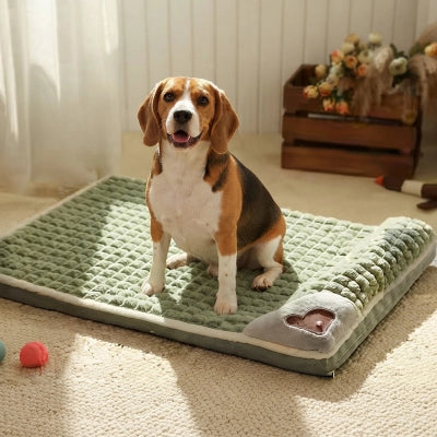 Lit pour Chien vert sur moquette blanche du salon avec chien assis heureux et souriant
