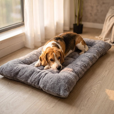 Matelas pour chien​ gris sur planchers de bois du salon avec beagle couché regardant l'objectif