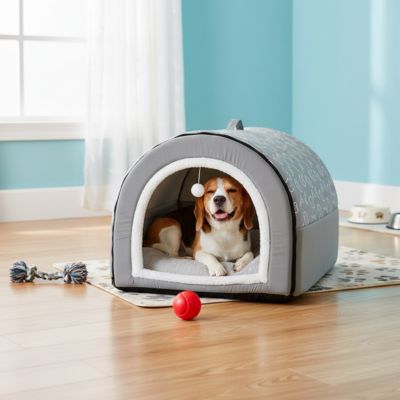 Niche pour Chien interieur gris sur moquette du salon avec chien couché heureux souriant