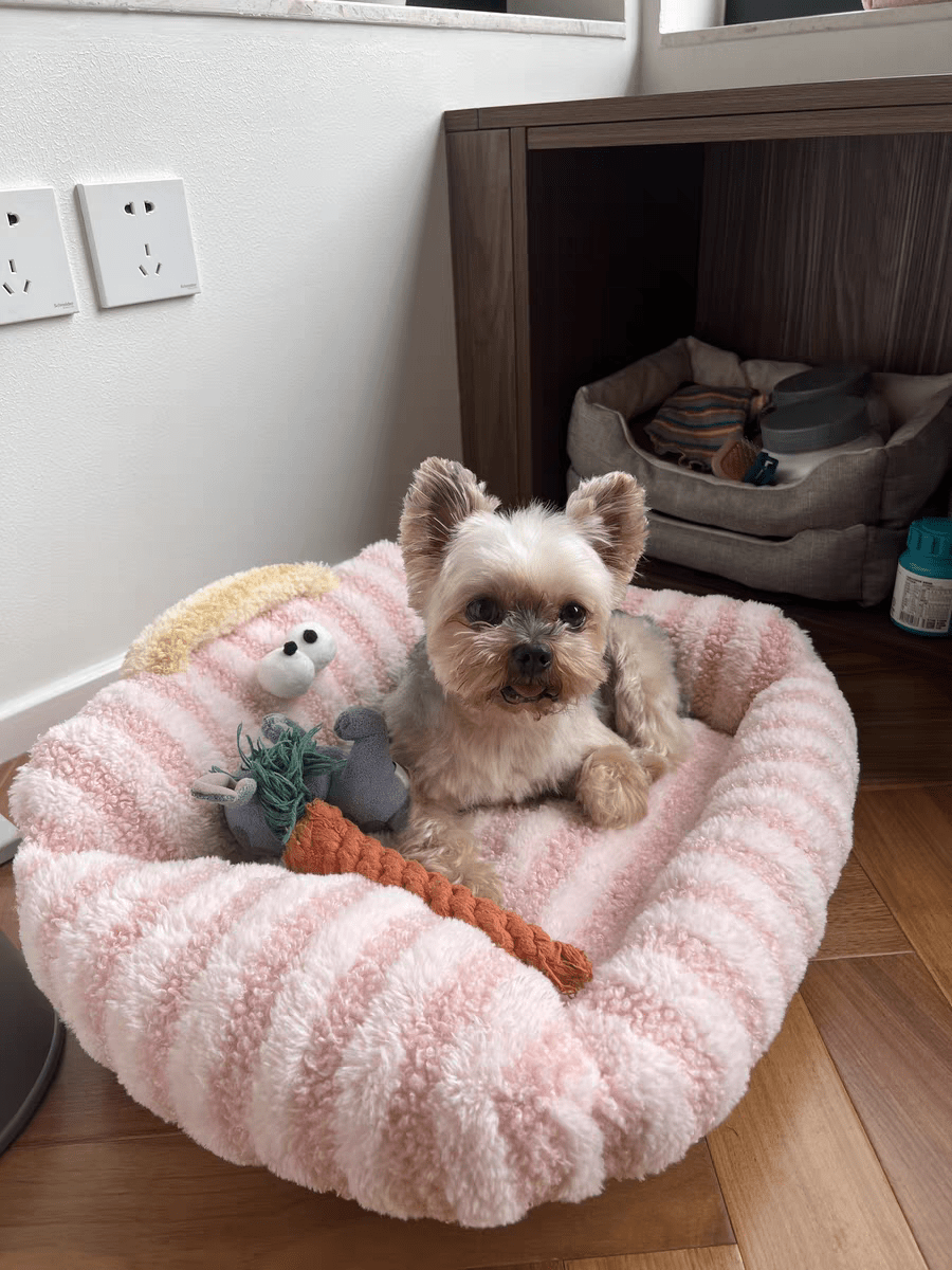 Panier pour Chien | Confortable et Design - Dogscie