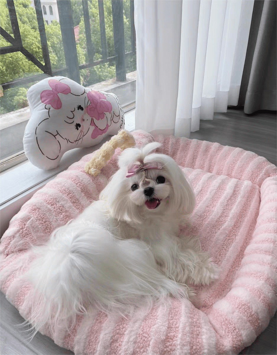 Panier pour Chien | Confortable et Design - Dogscie