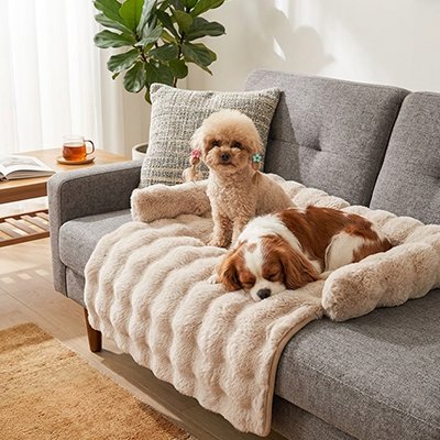 Protection canapé chien beige avec un caniche brun pâle assis et un chien moyen dormant sur canapé gris