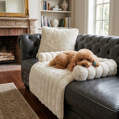 Protection canapé chien blanc avec caniche brun pâle couché la tête sur rebord surélevé sur canapé cuir gris foncé