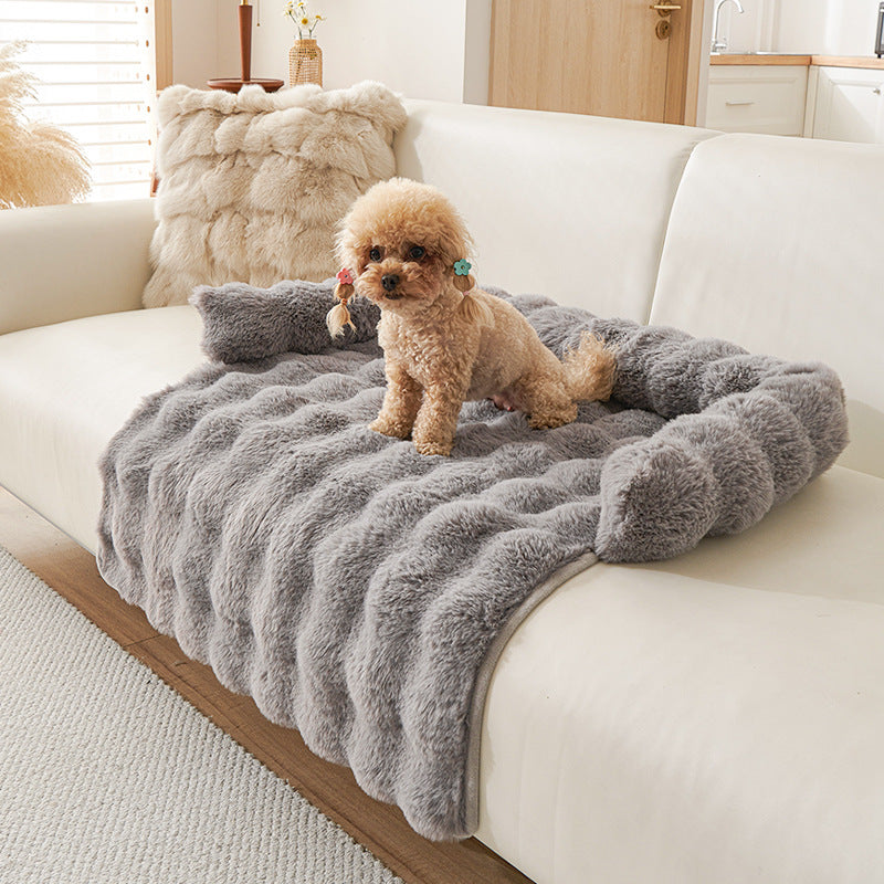 Protection canapé chien gris avec caniche beige foncé assis sur canapé blanc