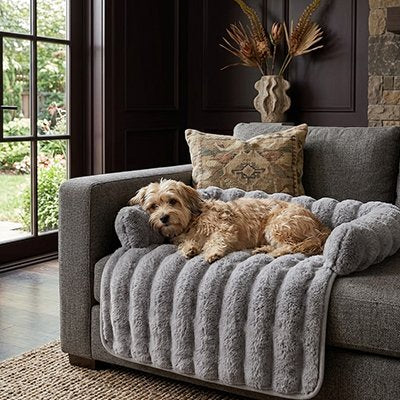 Protection canapé chien gris avec chien moyen beige couché sur un canapé gris foncé