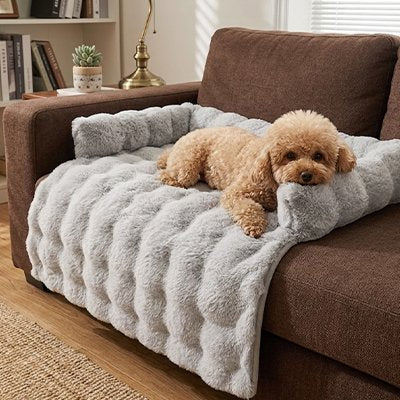 Protection canapé chien gris clair avec caniche beige couché regardant l'objectif sur canapé brun