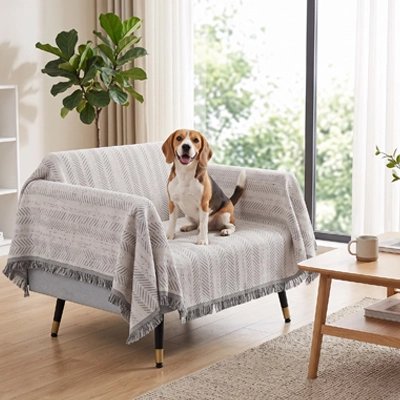 Protection canapé chien gris clair sur fauteuil avec chien assis heureux et souriant