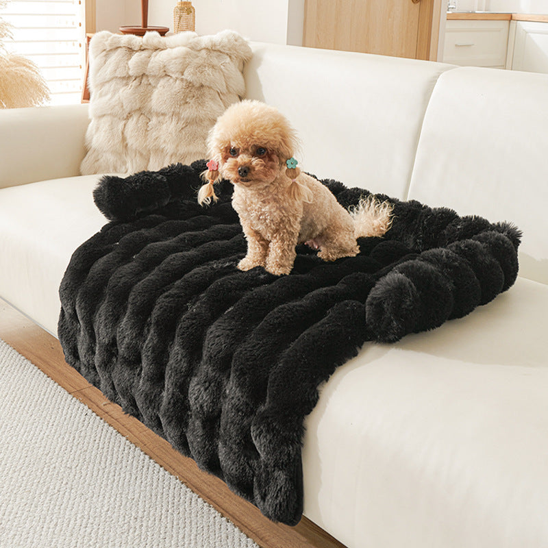 Protection canapé chien noir avec caniche beige foncé assis sur canapé blanc