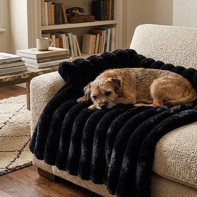 Protection canapé chien noir avec chien moyen beige et gris sur canapé beige pâle 