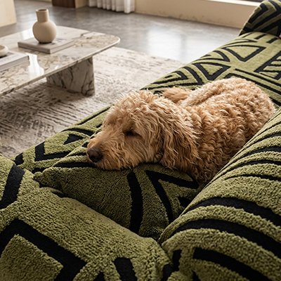Protection canapé chien vert avec caniche beige dormant paisiblement