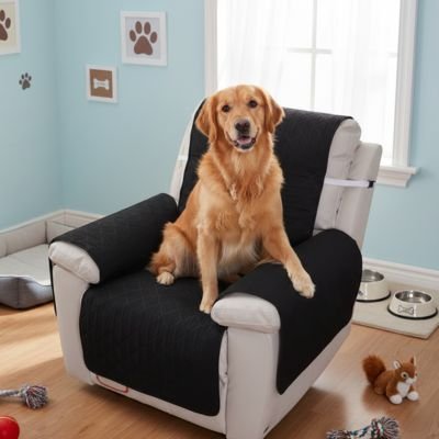 Protection canapé noir sur fauteuil d'appoint ou inclinable blanc avec golden retriever assis heureux et souriant
