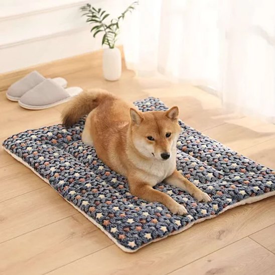 Tapis chien bleu étoiles jaunes sur plancher bois franc avec chien couché yeux petits