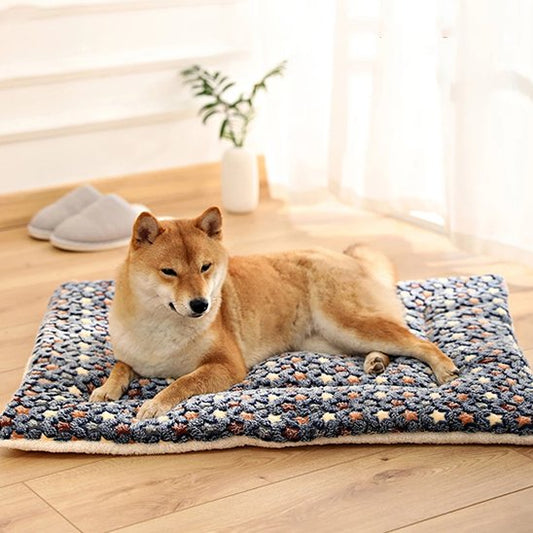 Tapis chien bleu étoiles jaunes sur plancher bois franc avec chien couché yeux petits